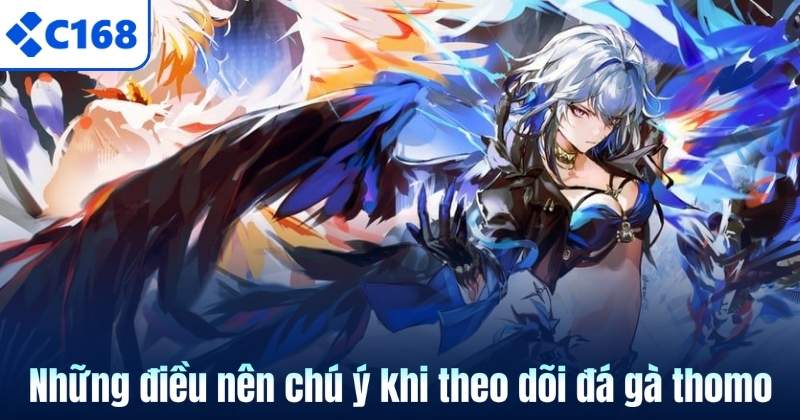 Những điều nên chú ý khi theo dõi đá gà thomo