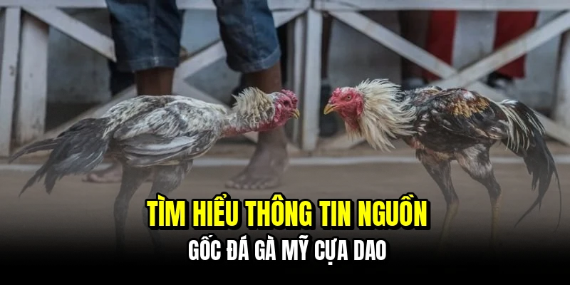 Tìm hiểu thông tin nguồn gốc đá gà Mỹ cựa dao